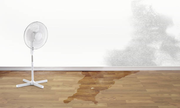 Best Local water damage restoration  in Pagedale, MO